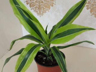 Драцены 4 сортов с доставкой