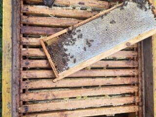 Miere poliflora 1000 kg