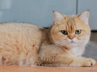 Продам кошку