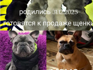 Готовятся к продаже