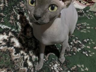 Продам кошку сфинкс недорого