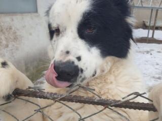 Ищу кобеля для вязки