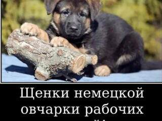 Щенки немецкой овчарки стандартного окраса!