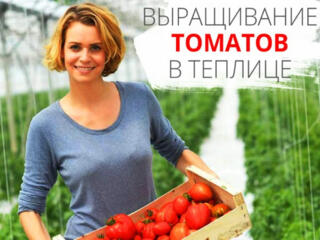 Работа в Бельгии в теплице.