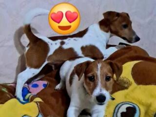 ЩЕНКИ, Джек Рассел терьер.