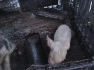 Se vind porci, au în jur la 20 kg 1600 porcul