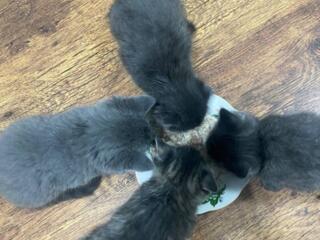 Продажа чистокровных, британских котят