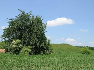 Продаётся участок. Киевская область, Переяславське, улица Райдужна ...