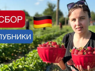 Работа в Германии по БИО паспорту. Сбор клубники