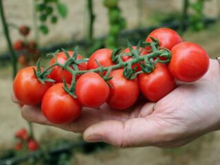 Работа в Бельгии в теплице.