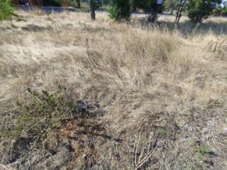 Продается земельный участок под садоводство в селе Молодежное. ...