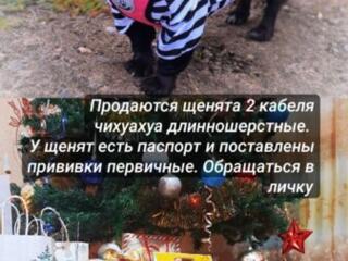 Продажа щенков