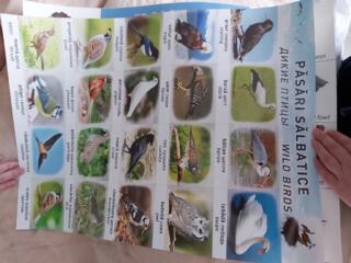 Обучающие плакаты