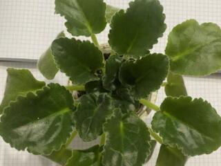 Продаю фиалки молодые