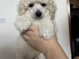 Щенки пуделя