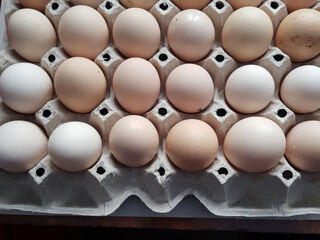 Привезу инкубационное яйцо из Украины