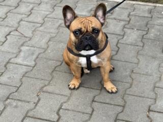 Французский бульдог ищет невесту