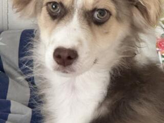 Щенок в добрые руки.