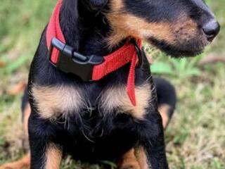 Куплю щенка Немецкого Ягдтерьера