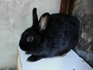 Срочно продам