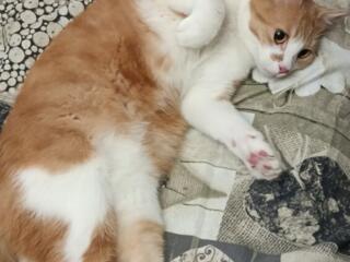 Отдаем кота в добрые руки.