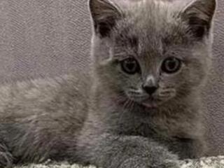 Продажа Британских котят