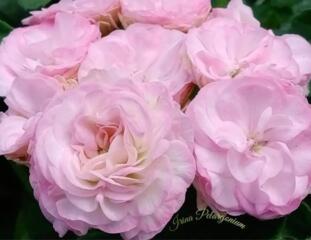 Эксклюзивные сорта пеларгонии. Доставим.