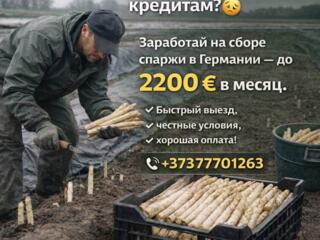 СБОР СПАРЖИ И КЛУБНИКИ! ГЕРМАНИЯ