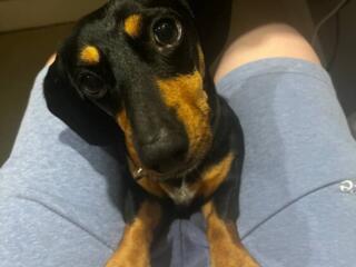 Отдам в добрые руки