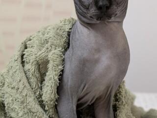 Вязка канадский сфинкс 50€