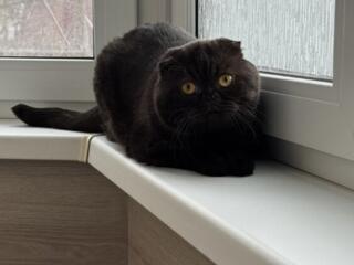 Молодой чистокровный шотландский котик Scottish fold!