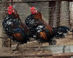 Продам недорого КАРЛИКОВЫХ ПЕТУХОВ