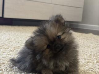 Микро-щенок шпица