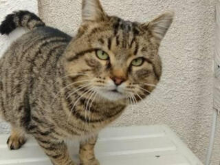 Ласковому коту нужен дом!!!