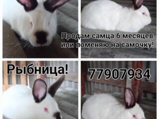 Продам кроликов