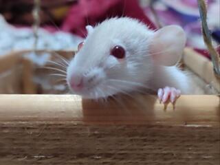 Крысята дамбо бронирование на начало марта!!!!