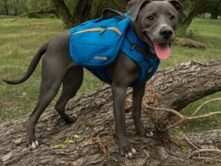 Шлейка для собак Ruffwear Approach Pack. США. Размер L/XL