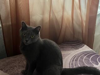 Шартрез серая девочка