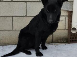 Овчарку в добрые руки