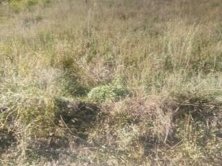 Продажа участка в с. Холодная Балка