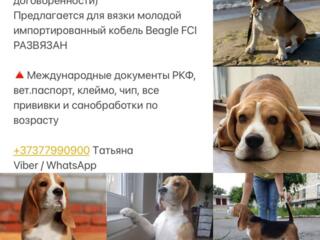 Вязка кобель Бигль