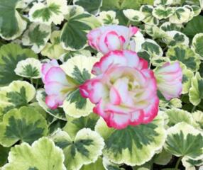 Вариегатные комнатные растения. Доставим.