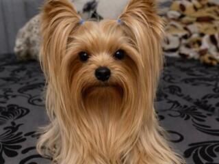 Ищем невесту для йоркширского терьера