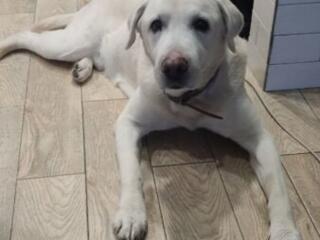Отдам лабрадора в добрые руки