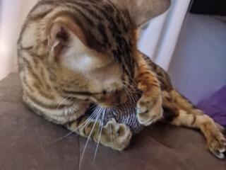 Motan bengalez pentru imperechere