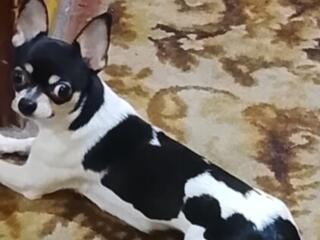 Мини чихуахуа