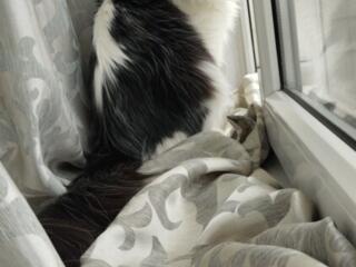 Чистокровный мэйнкун