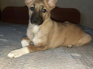 В добрые руки