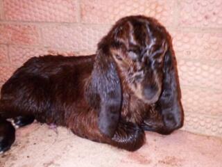 Продаются козочки мальчики и девочки