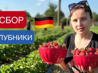 Сбор урожая клубники в Германии.